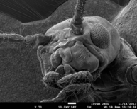 Scanning electron microscopy image of an insect head showing the surface structure