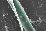 Scanning electron microscopy image of a glas capillary with attached protein fibers (pseudo-coloured in green)