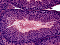 Transmitted light microscopy image showing a cross-section of testicular tissue stained with hematoxylin and eosin (H&E). The staining highlights cellular and structural details, with cell nuclei appearing blue to purple due to hematoxylin and the cytoplasm and connective tissue showing pink to red tones from eosin.