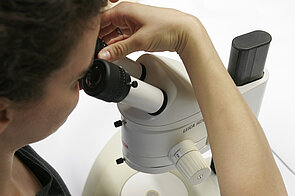 Photo of a person looking through a stereomicroscope adjusting the oculars.