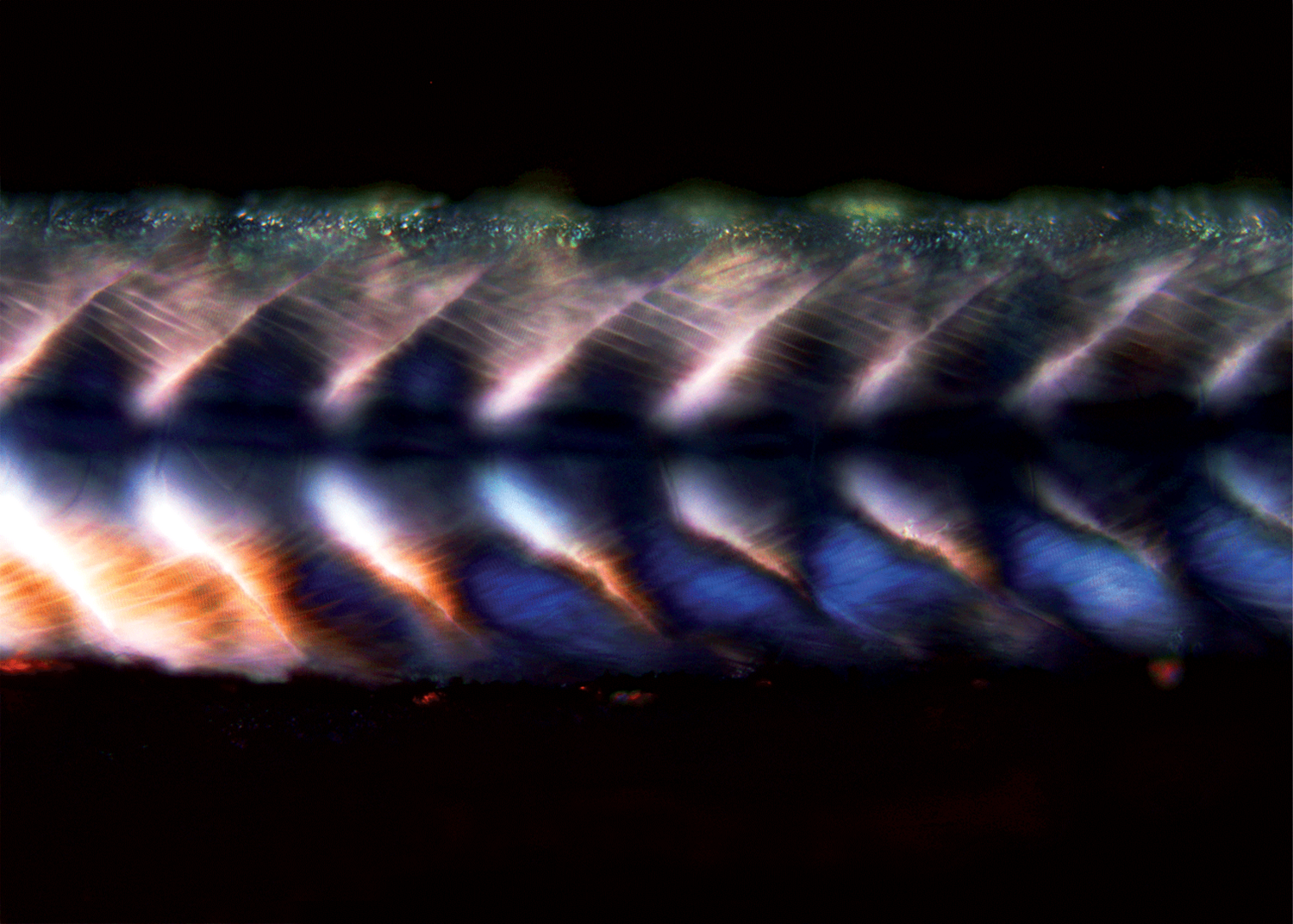 Multicolour polarized light microscopy image highlighting sceleton muscles in a zebrafish larva