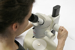 Photo of a person looking through a stereomicroscope adjusting the focus.
