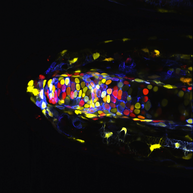 Light Microscopy image of an axolotl finger tip expressing a multicolor fluorescent proteins resulting in different colors for each cell
