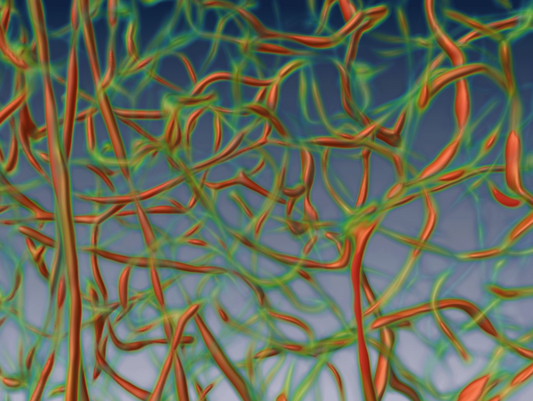 3D reconstruction of a blood vessel network of a part of a mouse brain (hippoocampus)