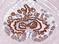 Light Microscopy image of histologically stained cross section of a male urethra