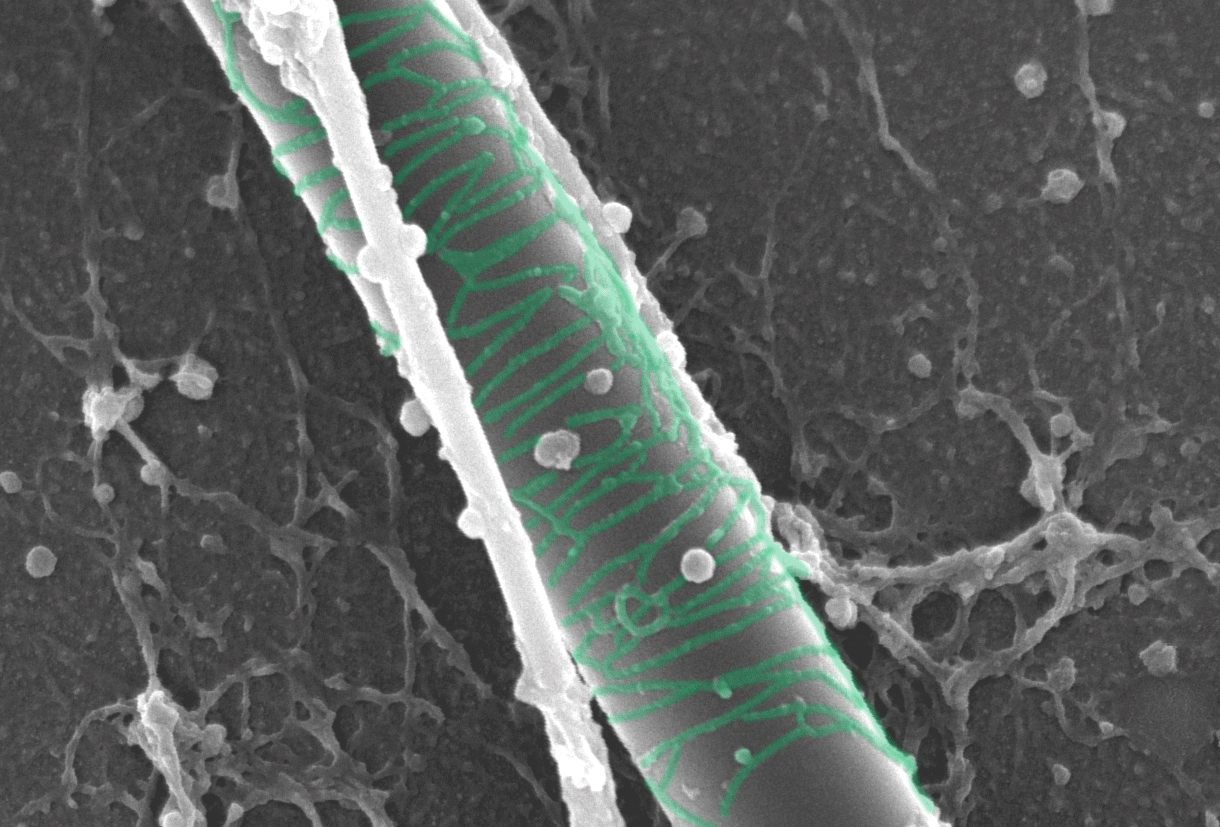 Scanning electron microscopy image of a glas capillary with attached protein fibers (pseudo-coloured in green)